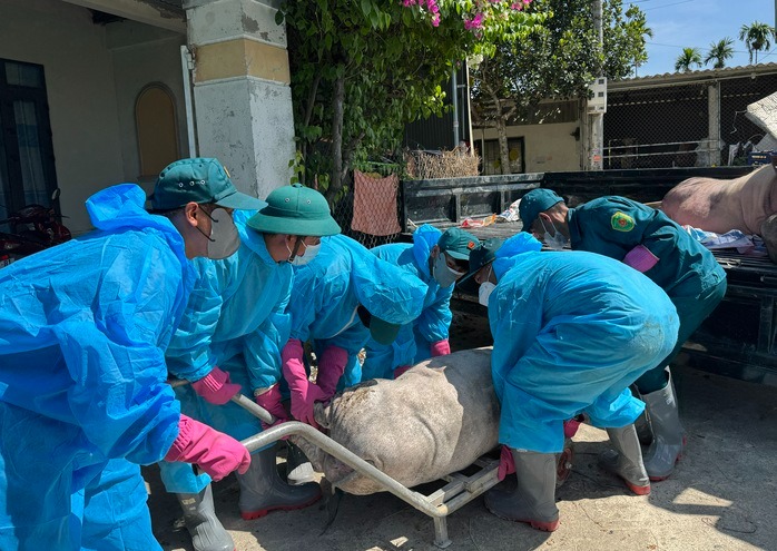 Dịch tả heo châu Phi bùng phát ở Quảng Ngãi