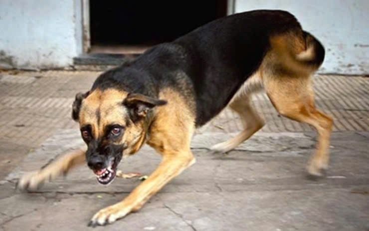 Triển khai các biện pháp cấp bách phòng, chống bệnh dại ở Quảng Ngãi