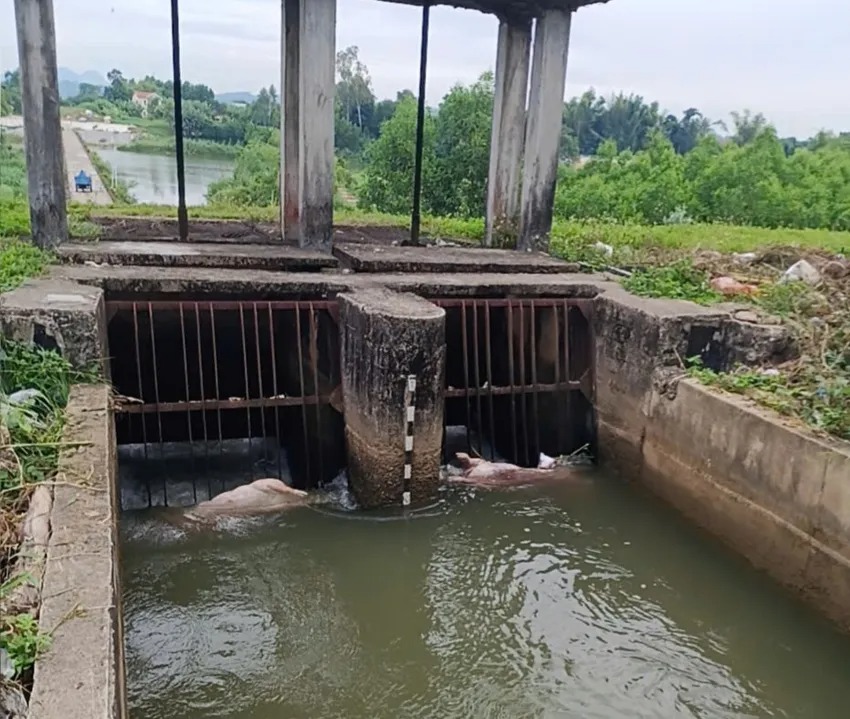 Nhiều xác lợn chết trôi lềnh bềnh trên kênh