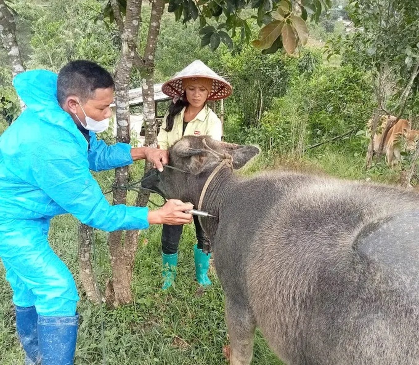 Đang dập dịch tả heo ở phía đông, lại lo bò phía tây lở mồm long móng