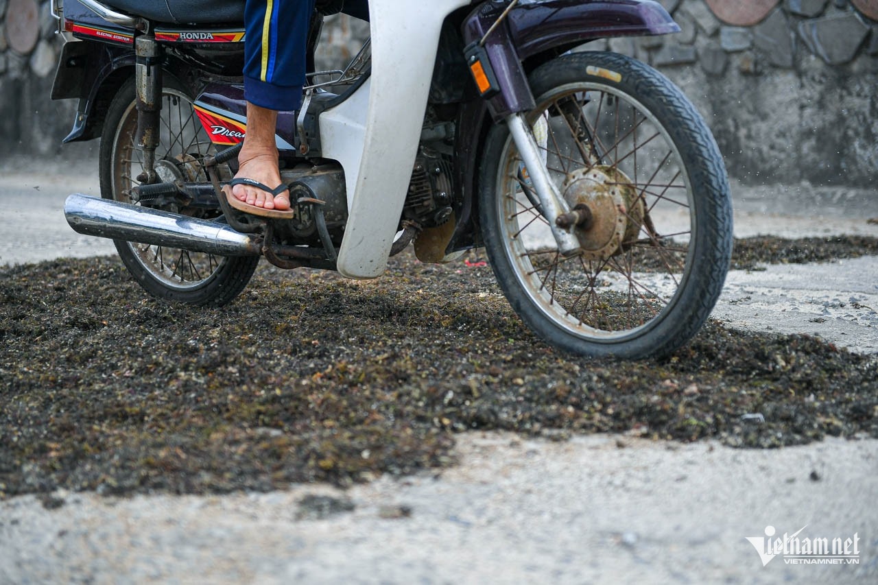 Rau lạ phơi đầy đường cho xe cán qua lại ở Lý Sơn hóa ra là đặc sản đắt đỏ