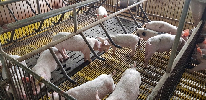 Giá heo hơi giảm sâu, người nuôi 