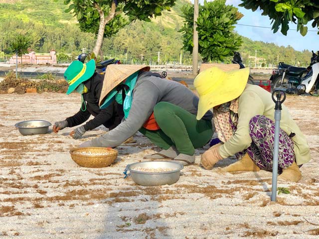 "Vàng trắng" Lý Sơn chờ giải cứu, người dân bấm bụng vào vụ mới
