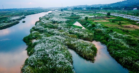 'Cánh đồng bất tận' hoa cỏ lau tuyệt đẹp ở Quảng Ngãi
