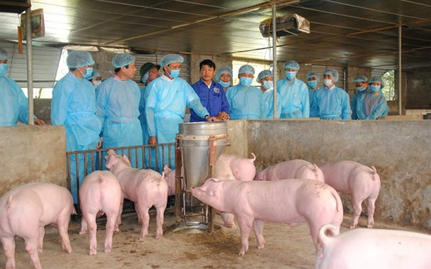 Quảng Ngãi: Chi gần 33 tỷ đồng hỗ trợ thiệt hại dịch tả heo Châu Phi