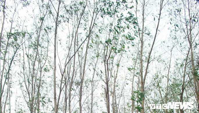 Cây trồng héo úa gần Công ty thép Hòa Phát Dung Quất: Chất lượng môi trường vẫn ổn