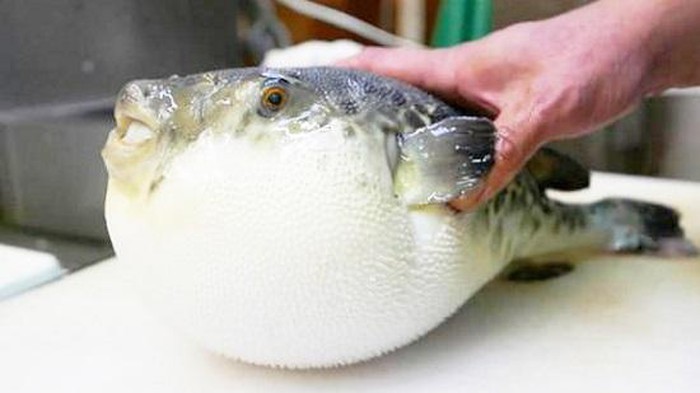 Vụ 6 người ngộ độc cá nóc ở Quảng Ngãi: 1 người đã tử vong
