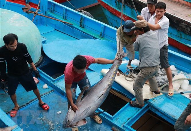 Ngư dân trúng đậm 'lộc biển' cuối năm, hứa hẹn đón Tết đủ đầy