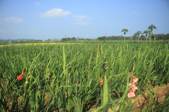 Hoa nở sớm, người dân Quảng Ngãi ngậm ngùi bán lỗ