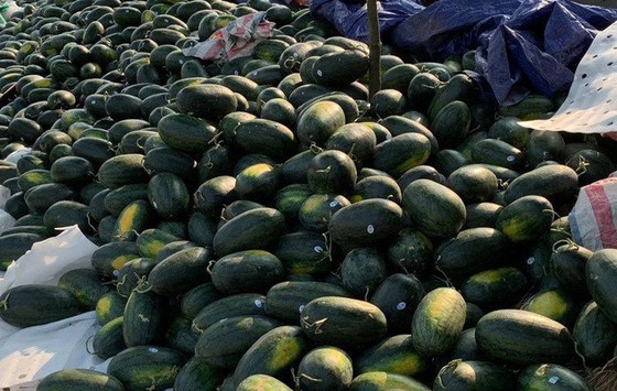 Thanh niên Quảng Ngãi “giải cứu” dưa hấu