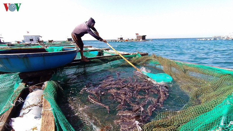Lãi hàng trăm triệu đồng từ nuôi cá bớp lồng bè trên đảo Lý Sơn