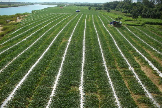Quảng Ngãi: Dưa hấu nhích dần lên mức 4.000 đồng/kg