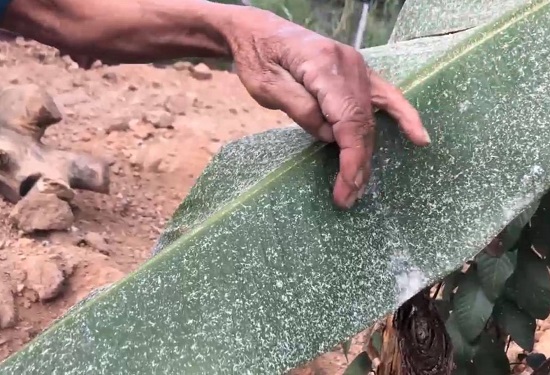 Quảng Ngãi: Chậm di dời, nhà máy tinh bột mì “hành” dân