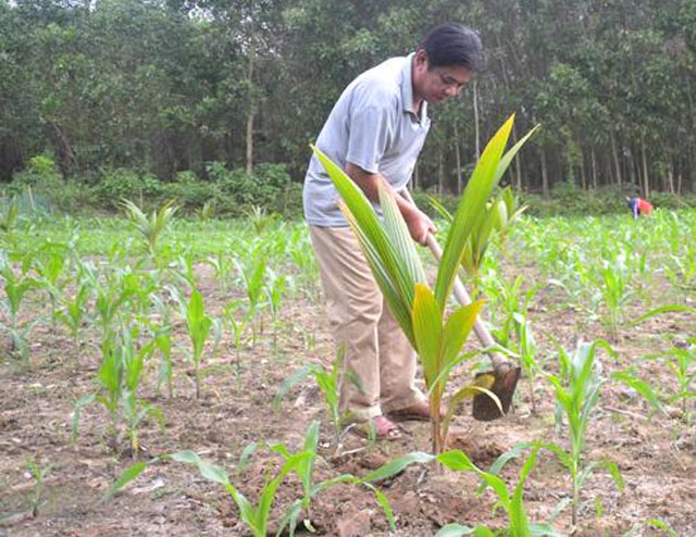 Kiểm tra gấp giống dừa xiêm hỗ trợ dân chết hàng loạt