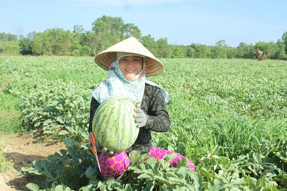 Lần đầu tiên nông dân Quảng Ngãi trồng dưa sạch không hạt