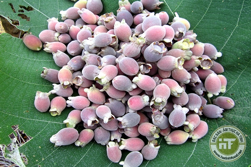 Nông dân thu nhập cao từ nghề hái sim rừng