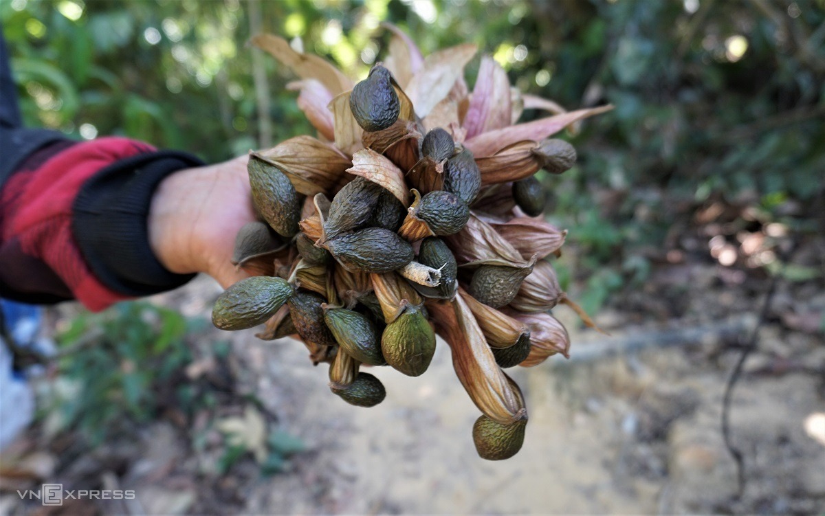 Người dân ở Quảng Ngãi đổ xô vào rừng nhặt quả ươi bay giá 420.000 đồng/kg