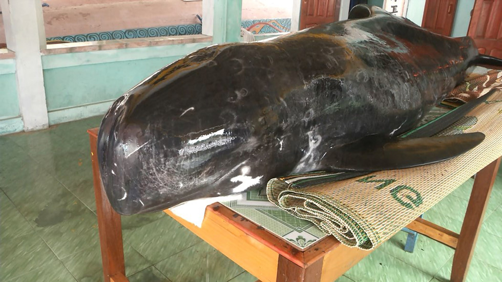 Cá voi nặng 300 kg dạt vào bờ biển Quảng Ngãi