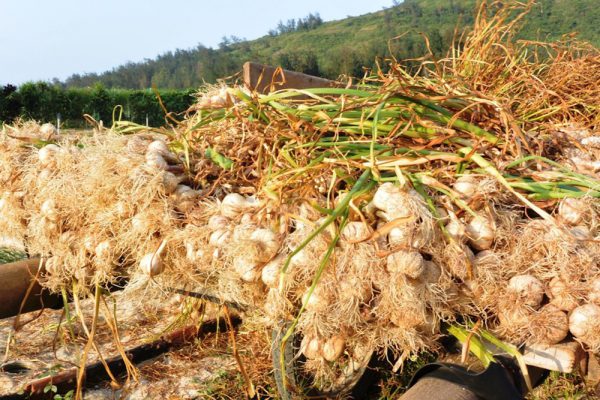 Quảng Ngãi: Người dân khóc ròng tỏi Lý Sơn mất mùa, rớt giá thê thảm