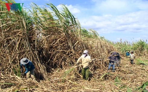 Quảng Ngãi: Mía khô, dân khổ vì chờ nhà máy thu mua