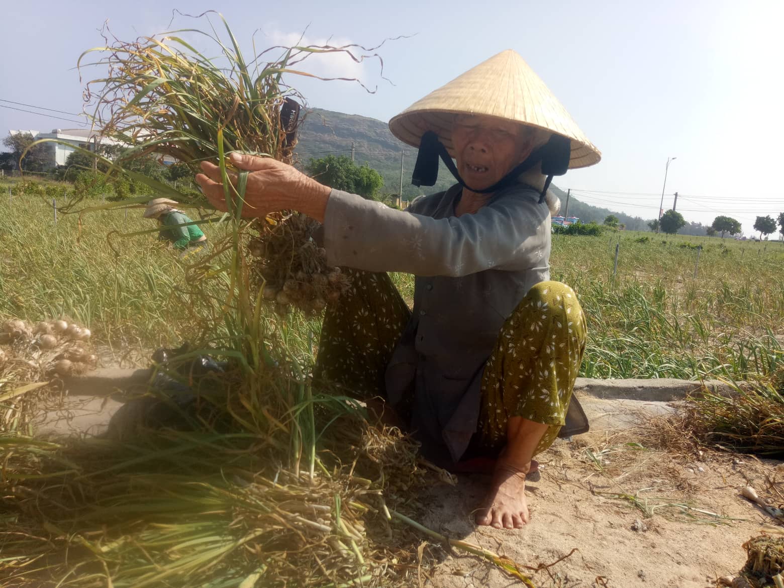 Nắng hạn kéo dài làm tỏi Lý Sơn chết hàng loạt