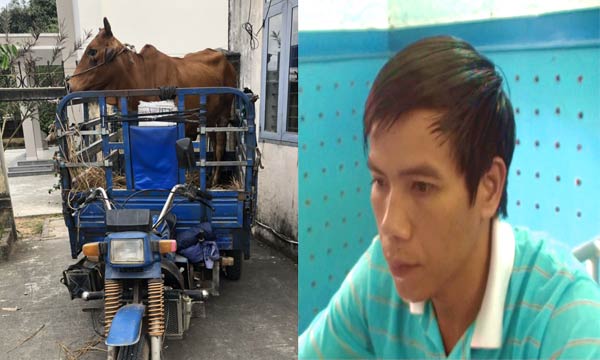 Nổi cộm nạn trộm cắp trâu bò ở vùng quê