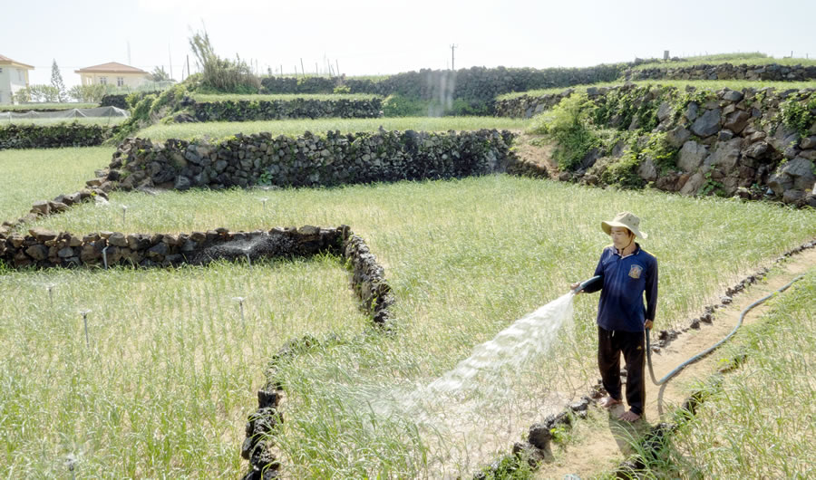 Đảo Lý Sơn thiếu nước ngọt trầm trọng