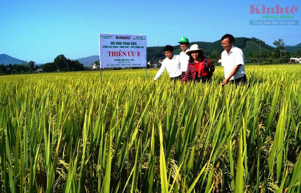 Giống lúa Thiên ưu 8 năng suất cao, chất lượng tốt