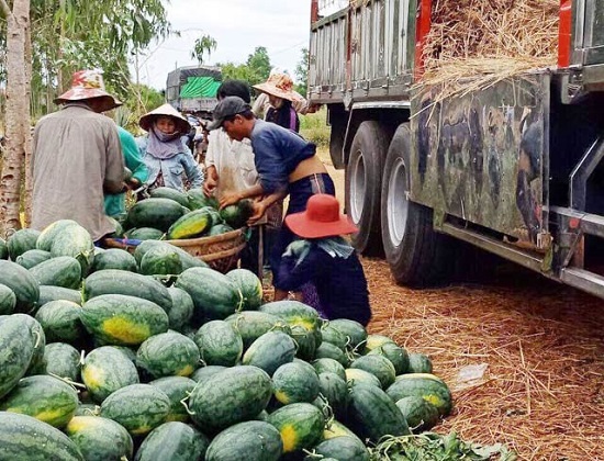 Người dân trồng dưa hấu ở Quảng Ngãi: Mồ hôi mặn và những vụ mùa cay đắng