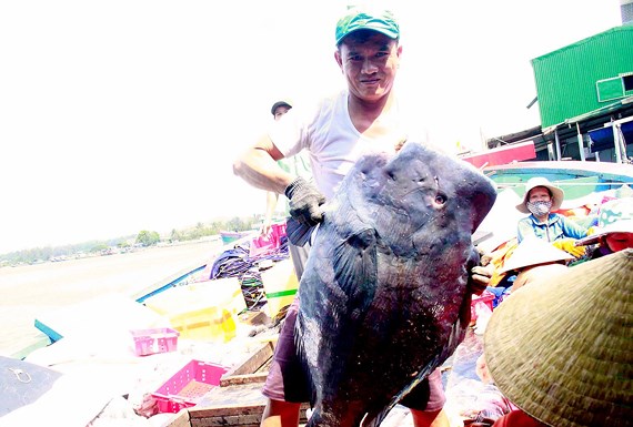 Ngư dân miền Trung trúng lớn