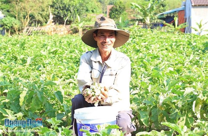 Quảng Ngãi: Ở nơi này dân đổi đời nhờ... cà pháo