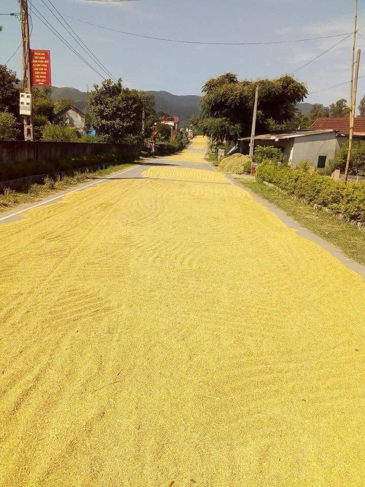 Lúa thì ít mà phơi thì nhiều